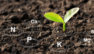 The Importance of Soil Health in Arborist Practices