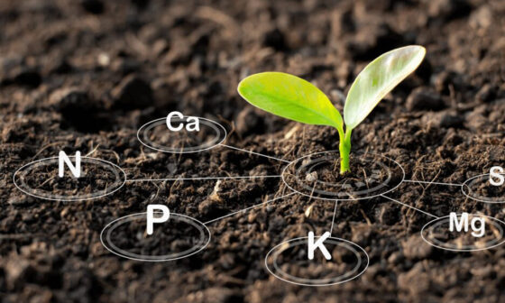 The Importance of Soil Health in Arborist Practices