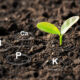 The Importance of Soil Health in Arborist Practices