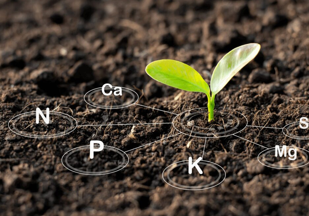 The Importance of Soil Health in Arborist Practices