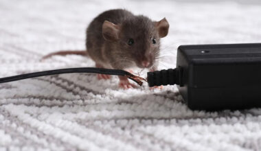 what hiring a mouse expert really costs