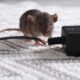 what hiring a mouse expert really costs