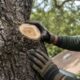 7 Best Tree Service Companies In Santa Rosa CA