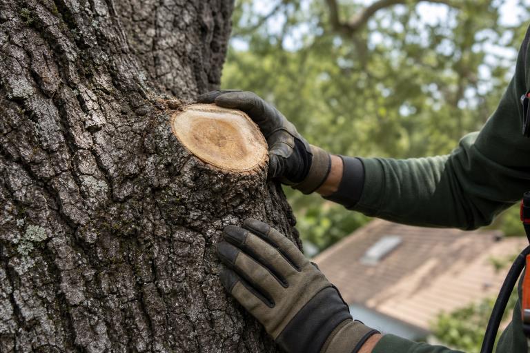 7 Best Tree Service Companies In Santa Rosa CA
