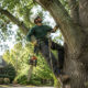 Best Practices for Tree Care in Jackson MS
