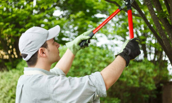Maintaining Tree Health Through Professional Tree Care
