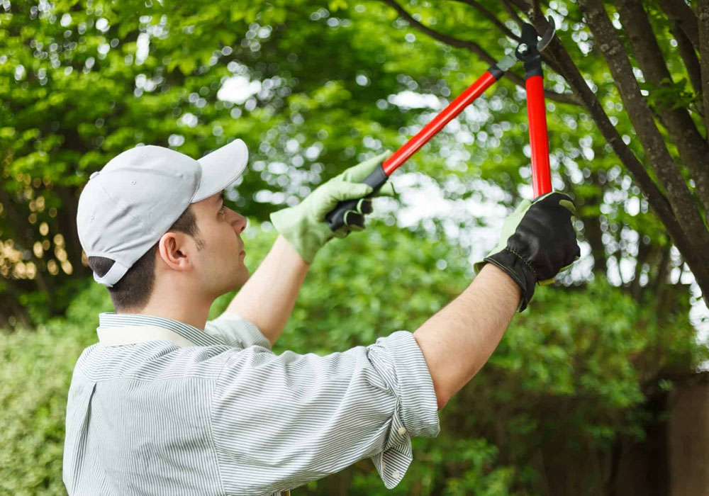 Maintaining Tree Health Through Professional Tree Care