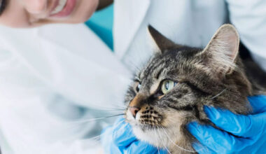 Understanding Disability Insurance Options for Soon to Be Veterinarians