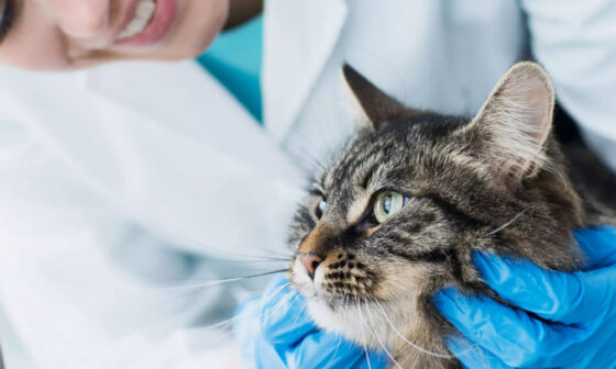 Understanding Disability Insurance Options for Soon to Be Veterinarians