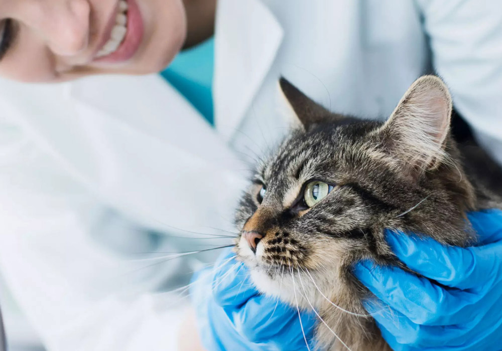 Understanding Disability Insurance Options for Soon to Be Veterinarians