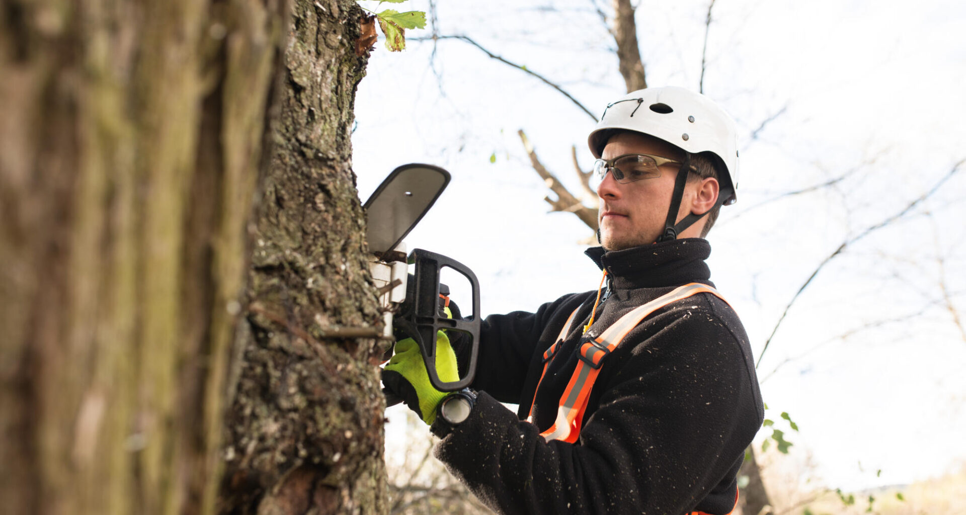 7 Essential Tree Maintenance Tips for a Greener Environment