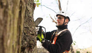 7 Essential Tree Maintenance Tips for a Greener Environment
