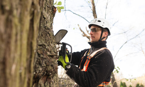 7 Essential Tree Maintenance Tips for a Greener Environment