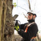 7 Essential Tree Maintenance Tips for a Greener Environment