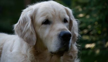 How To Reward Your Dog For Good Behavior 1