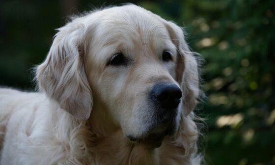 How To Reward Your Dog For Good Behavior 1