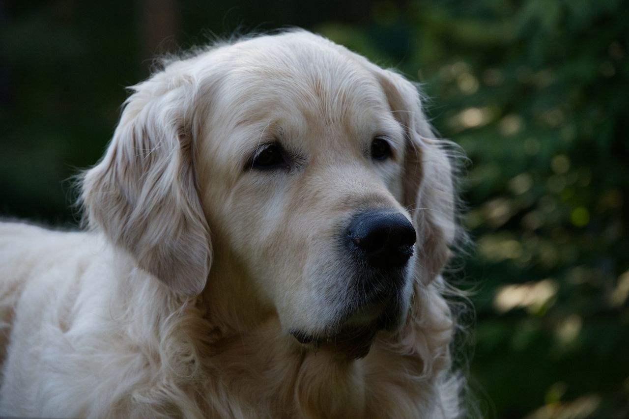 How To Reward Your Dog For Good Behavior 1